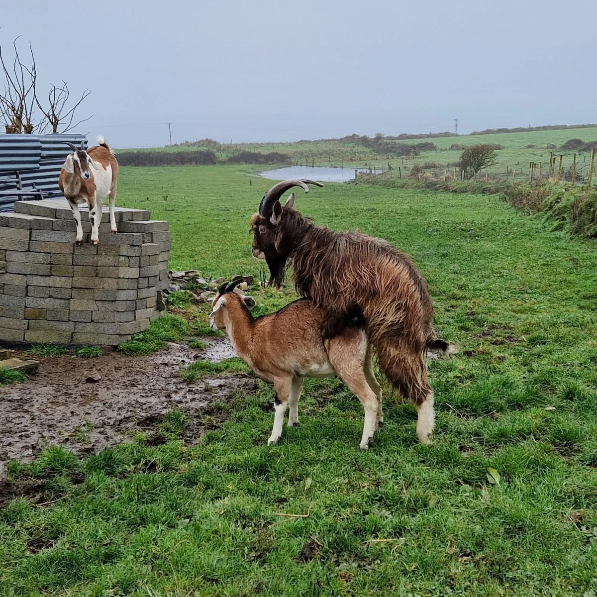 Large Goat for stud - Image 1