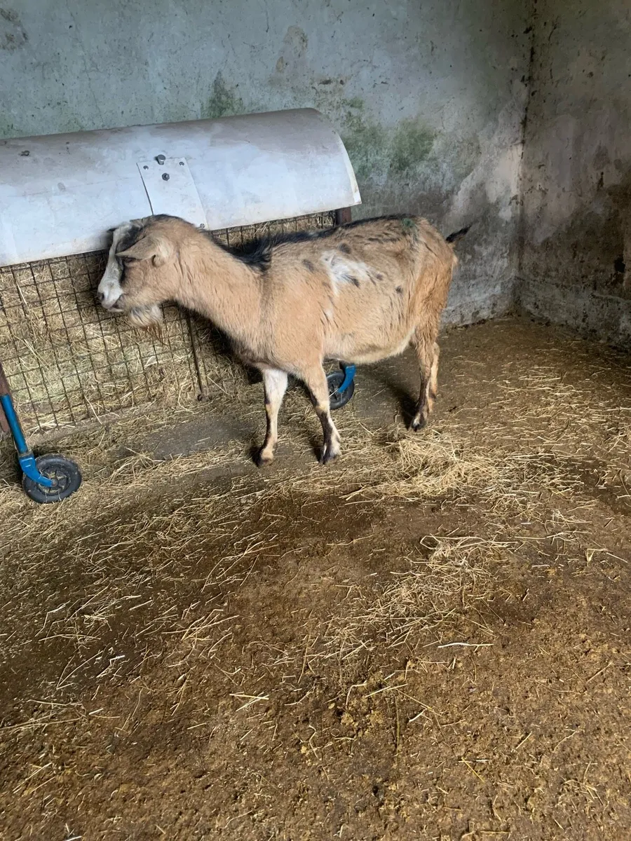 Goat in kid - Image 1