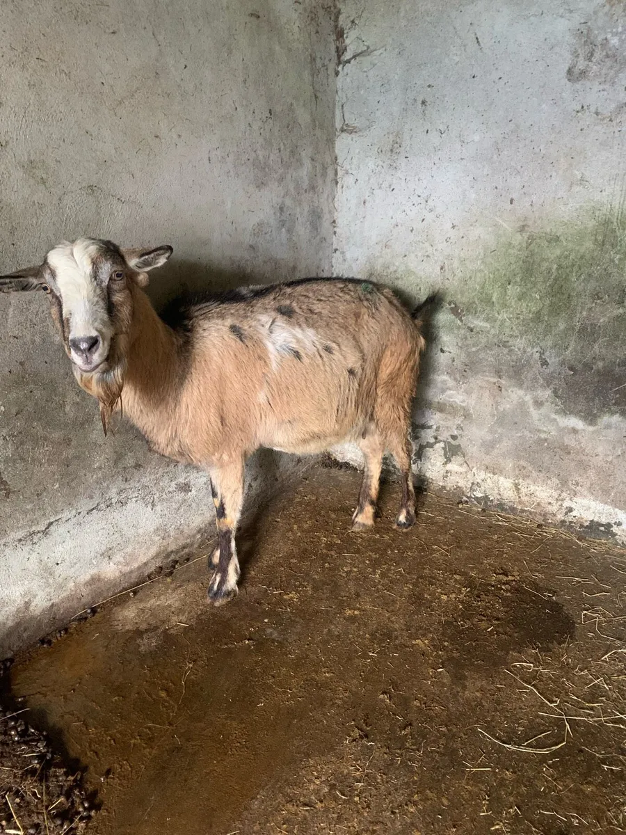 Goat in kid - Image 2