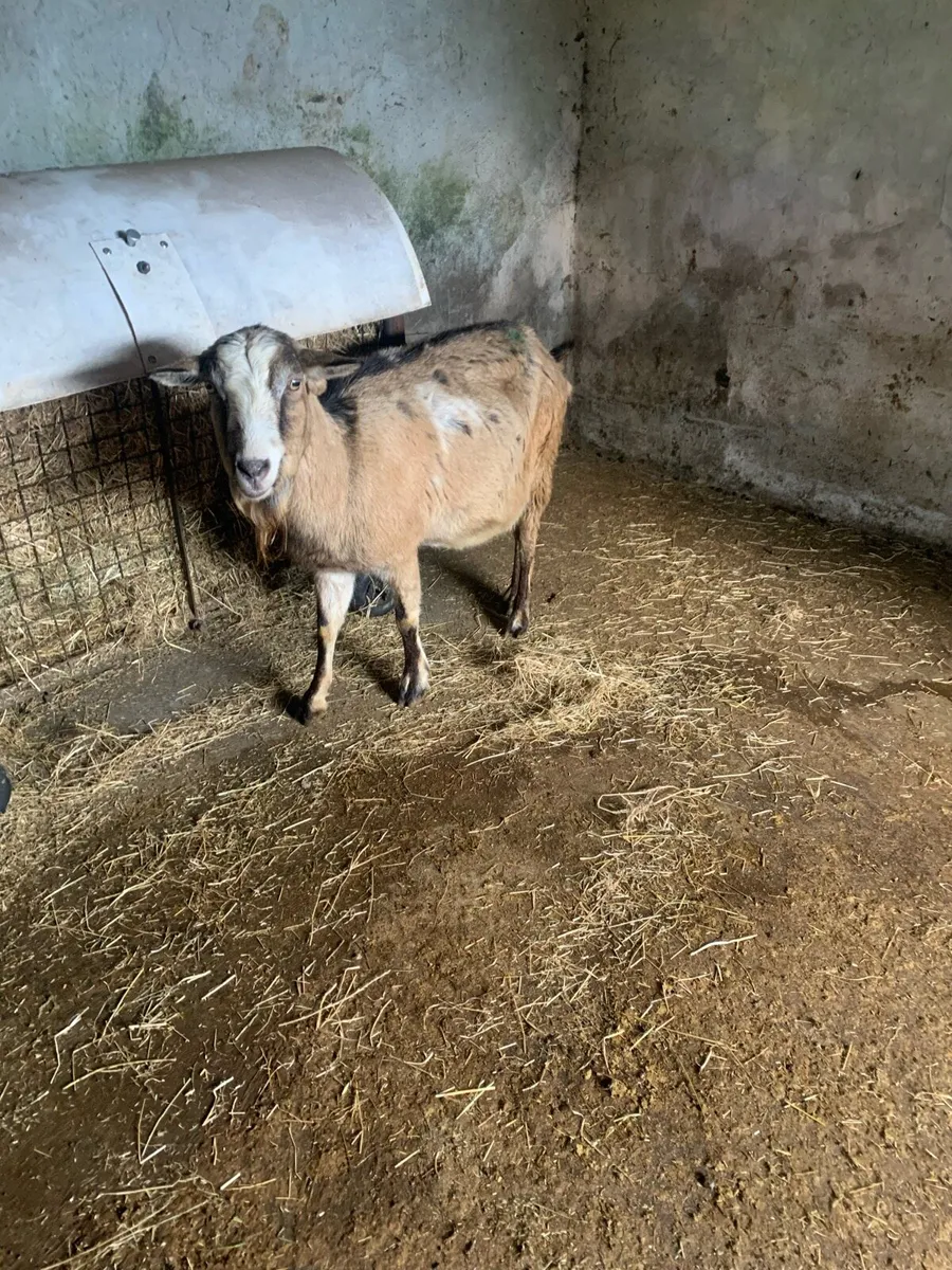 Goat in kid - Image 3