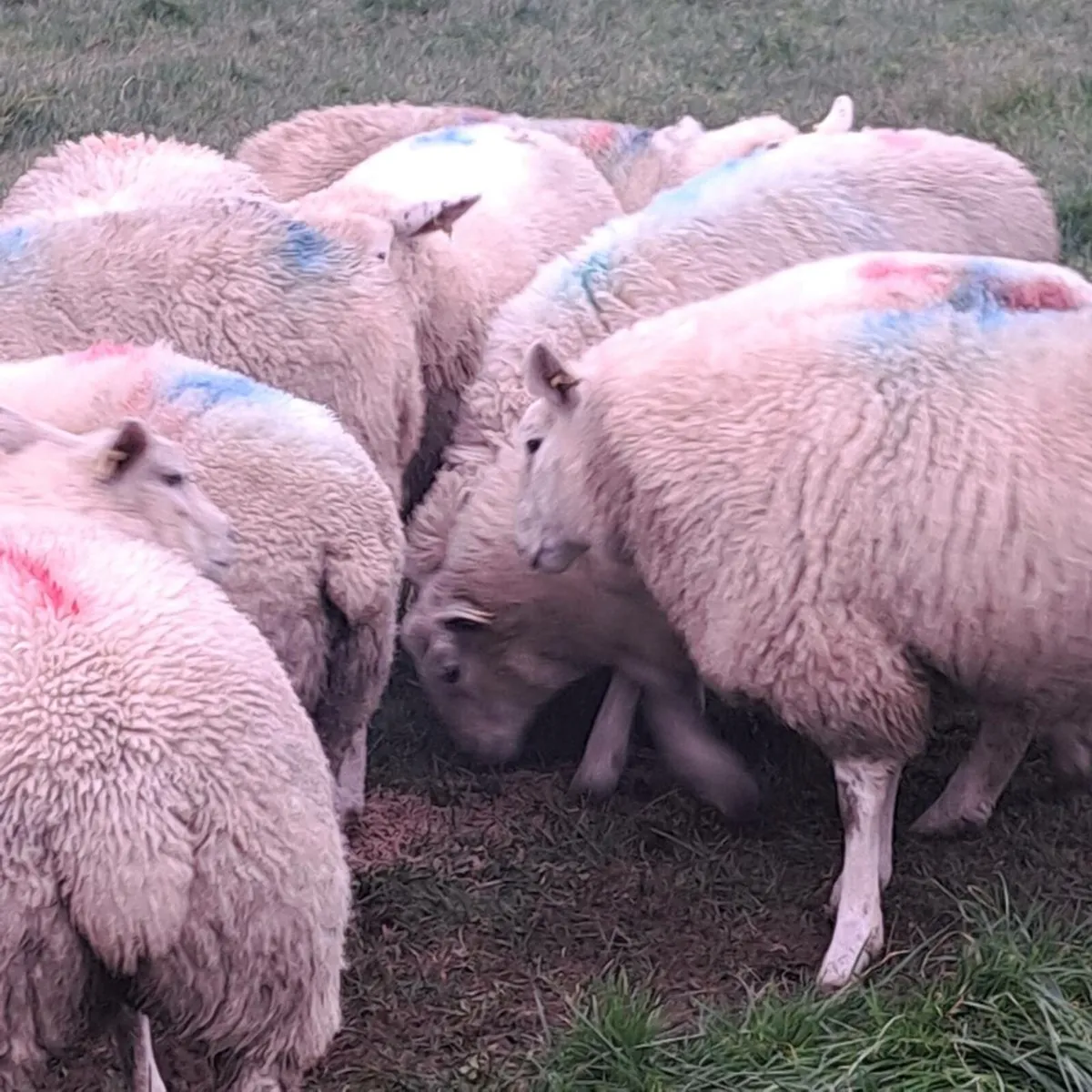 47 ewe lambs - Image 2