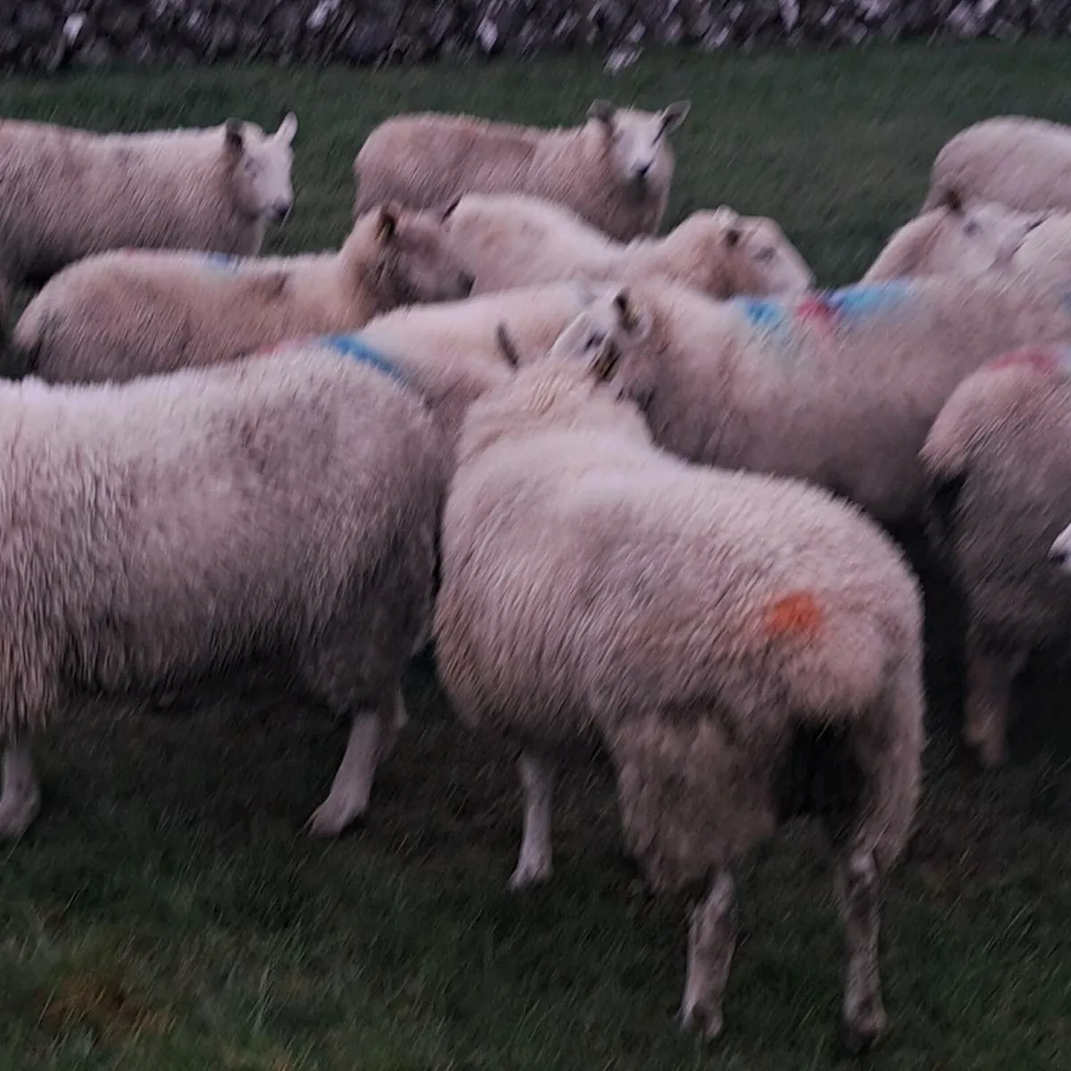 47 ewe lambs - Image 3