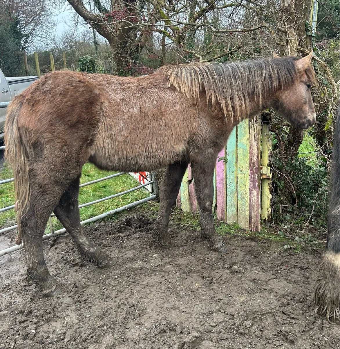 1.5 year old filly - Image 2