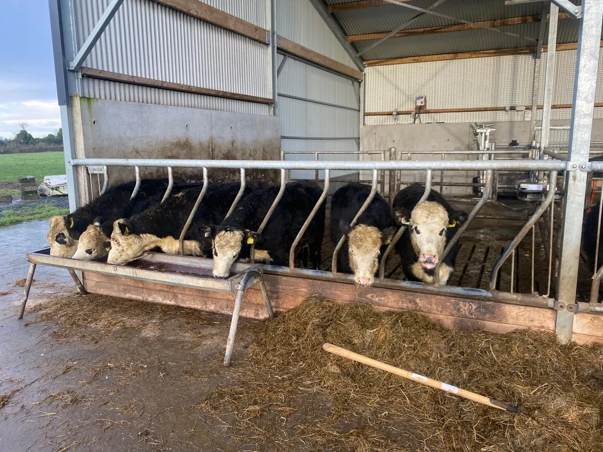 12 HEX Heifer Calves - Image 1