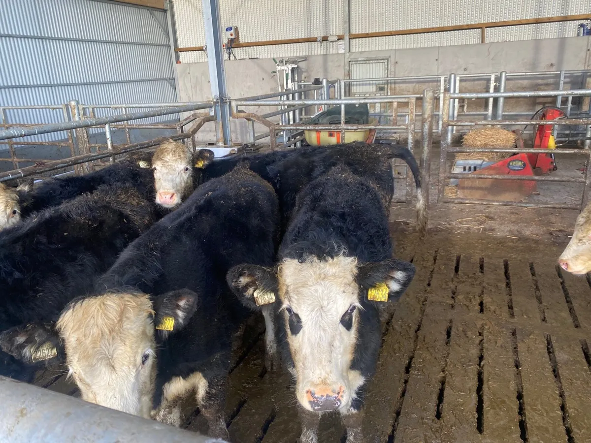 12 HEX Heifer Calves - Image 2