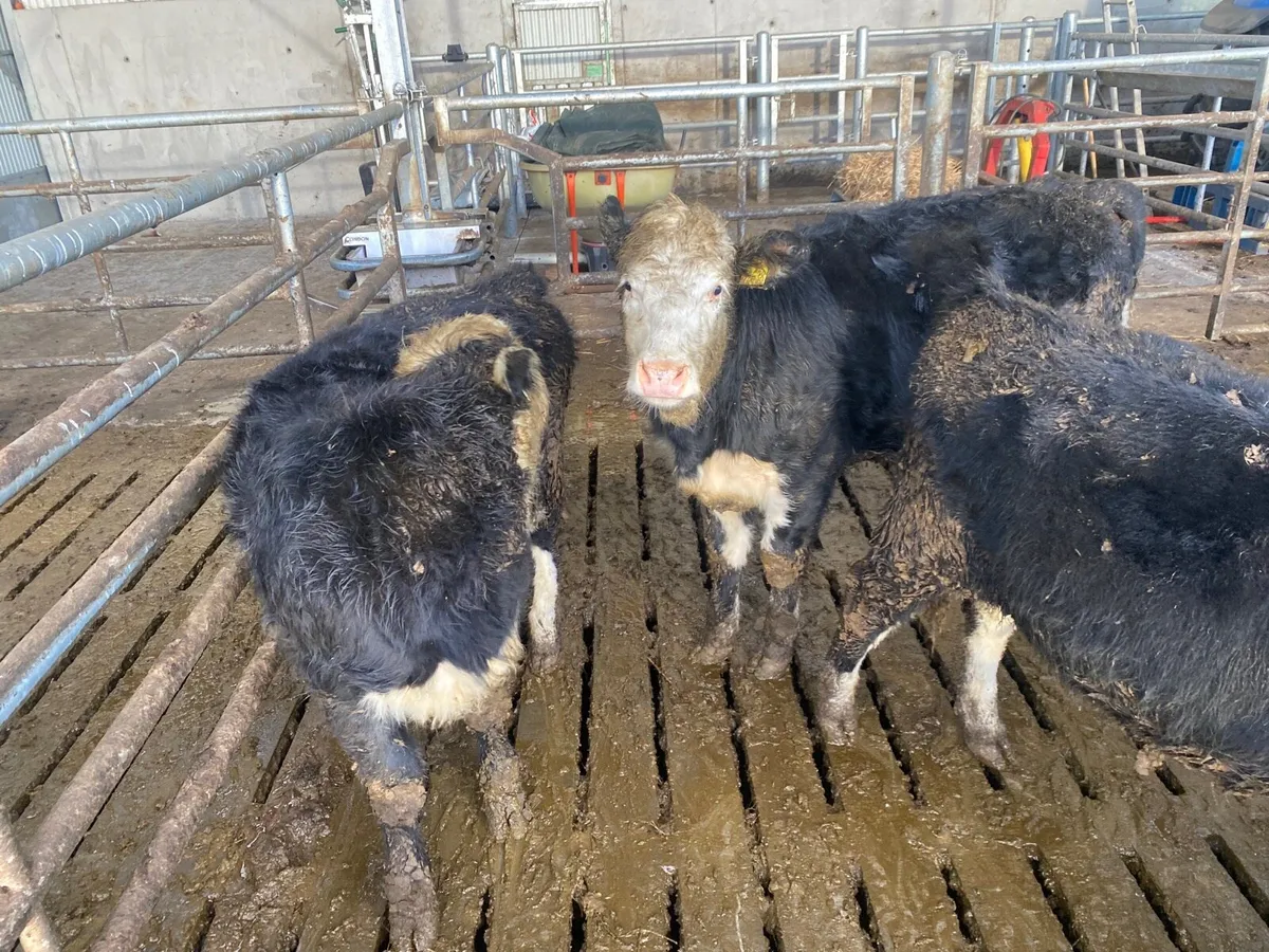 12 HEX Heifer Calves - Image 3