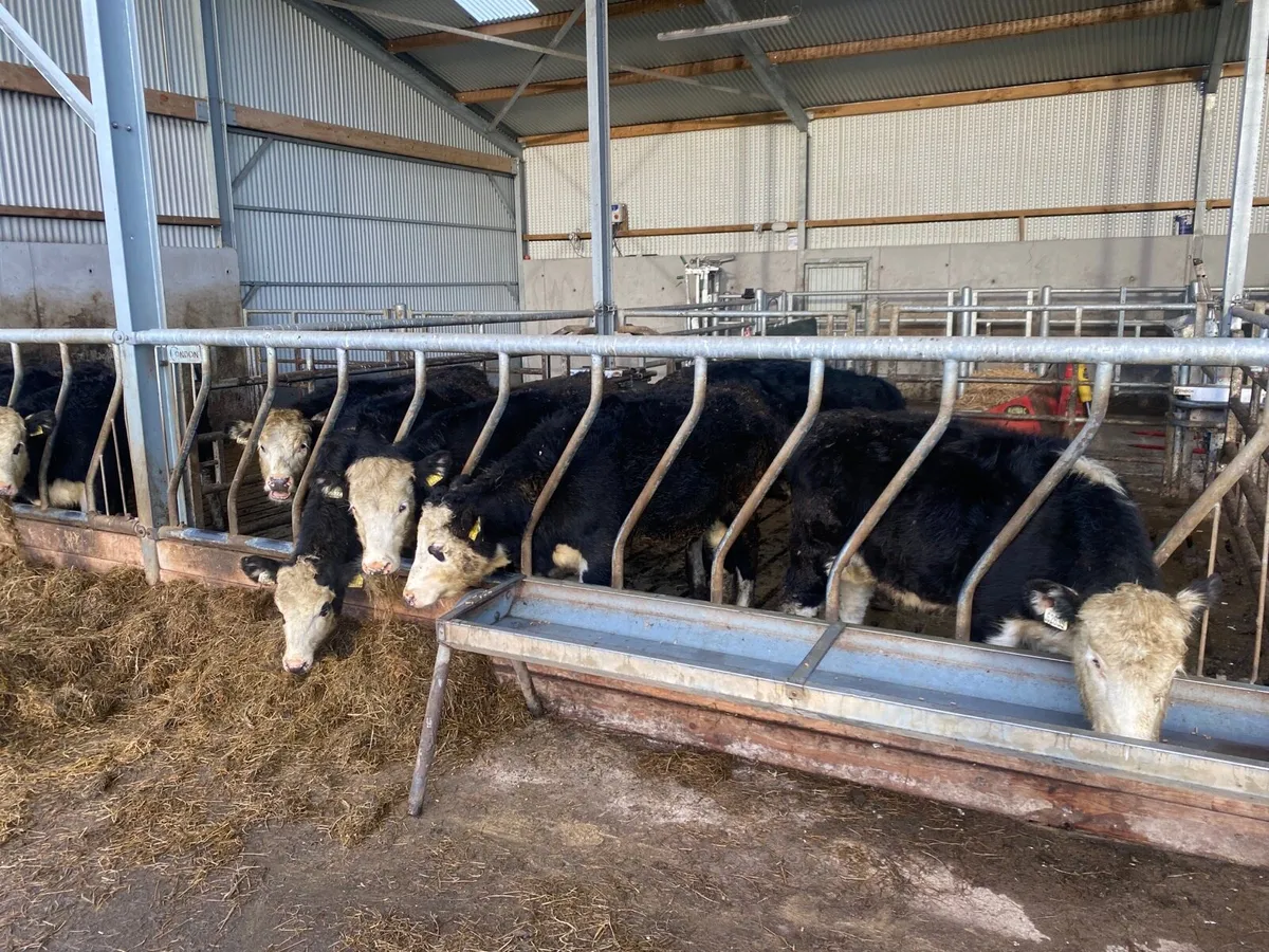 12 HEX Heifer Calves - Image 4