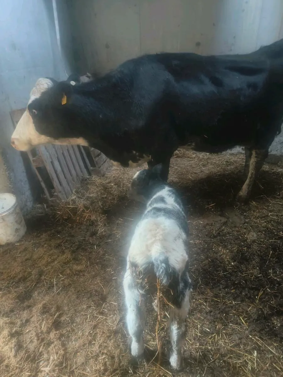 Calf - Image 3