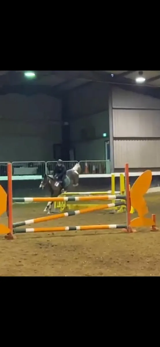 147cm rising 6 year old mare - Image 1