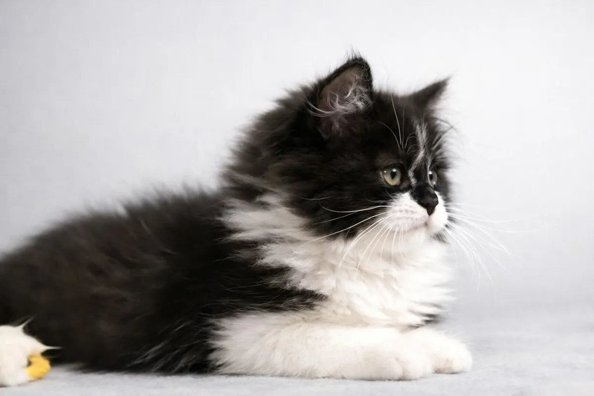 Classic Persian tip kitten (can deliver) - Image 1