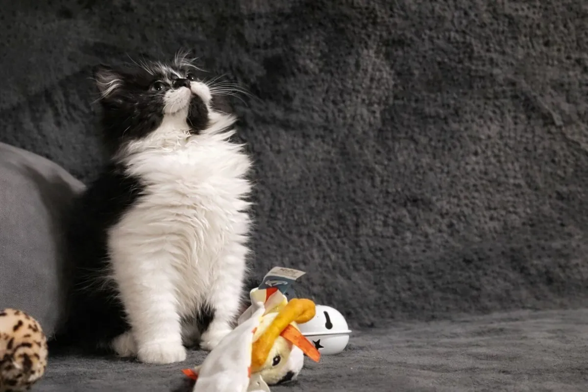 Classic Persian tip kitten (can deliver) - Image 3