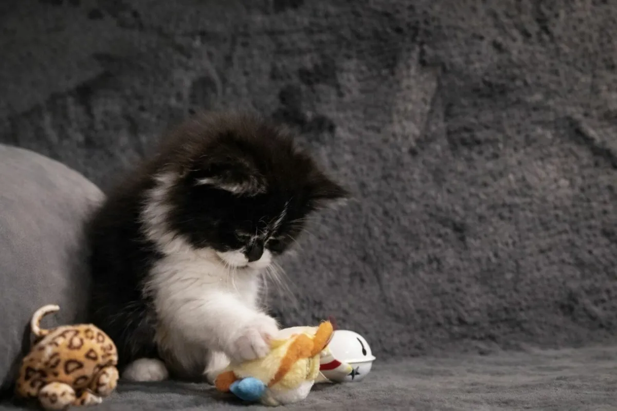 Classic Persian tip kitten (can deliver) - Image 4