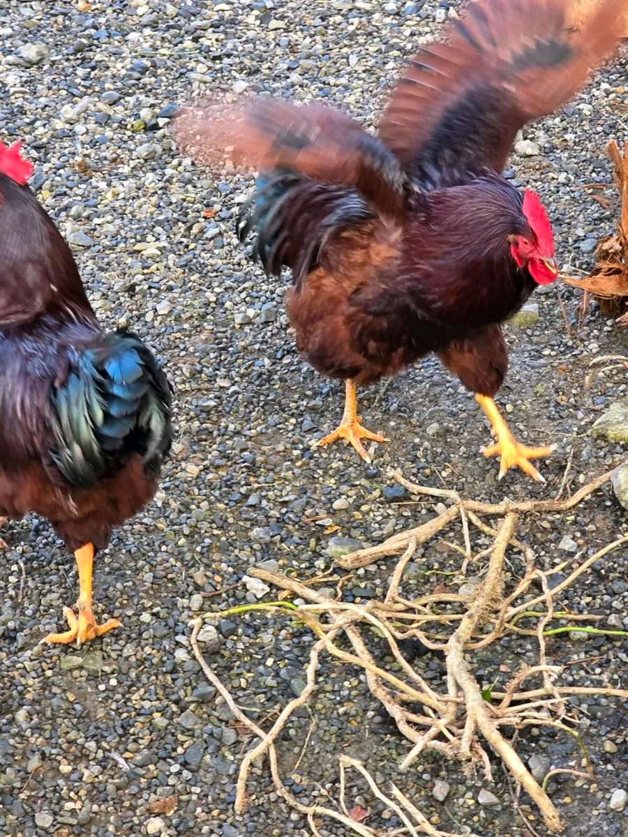 Rooster cock - Image 2