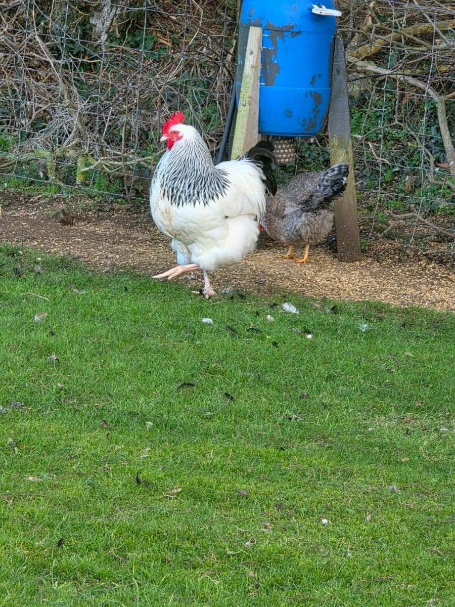 Rooster cock - Image 3