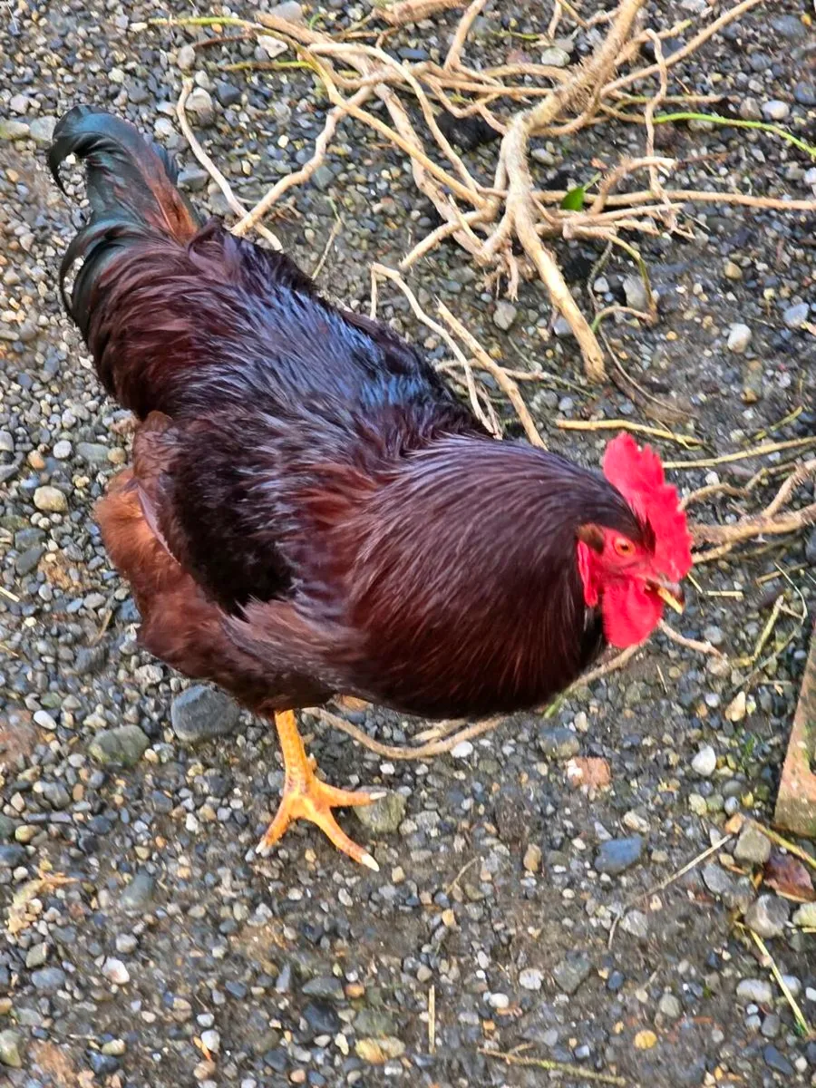 Rooster cock - Image 1