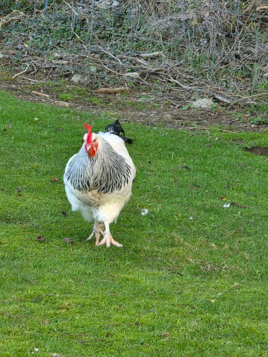 Rooster cock - Image 4