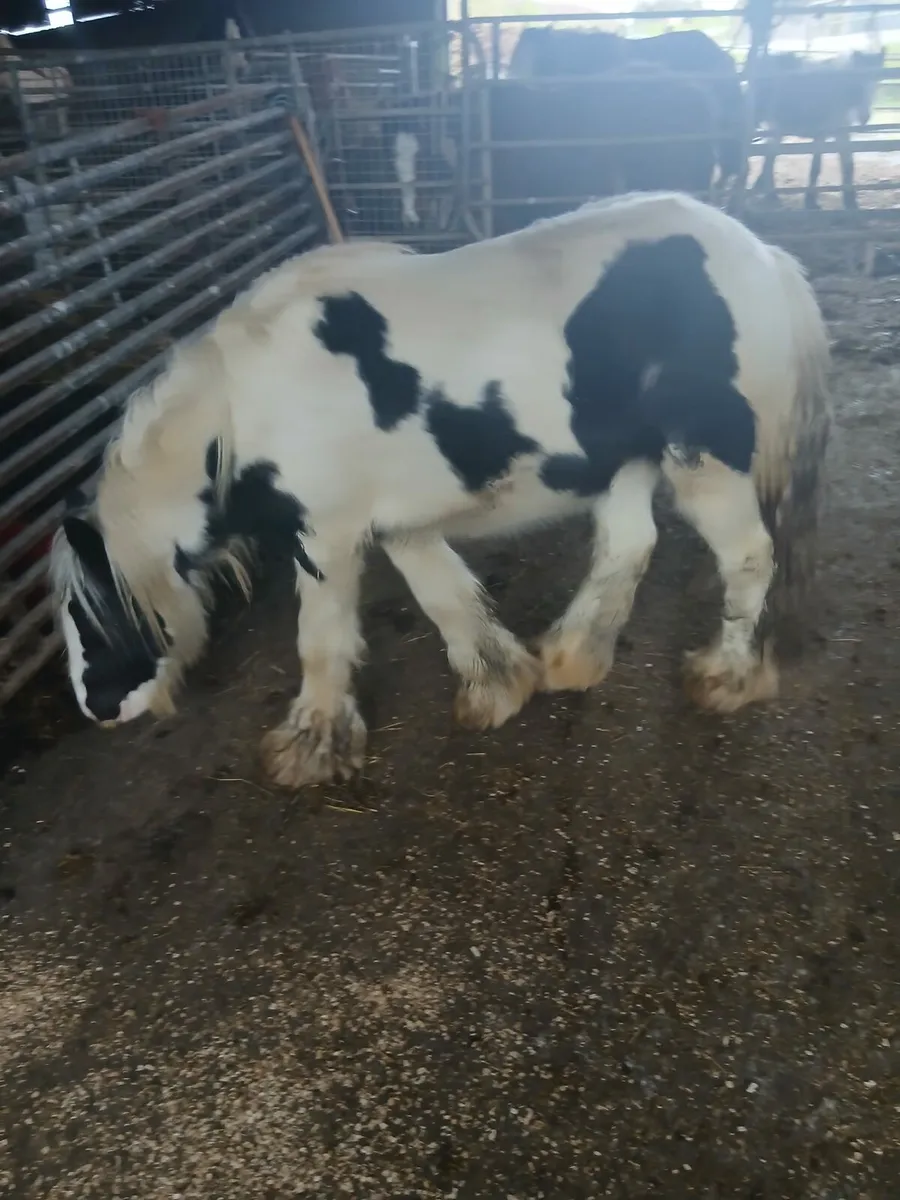 10hh heavy colt rising 3yo    passported - Image 1