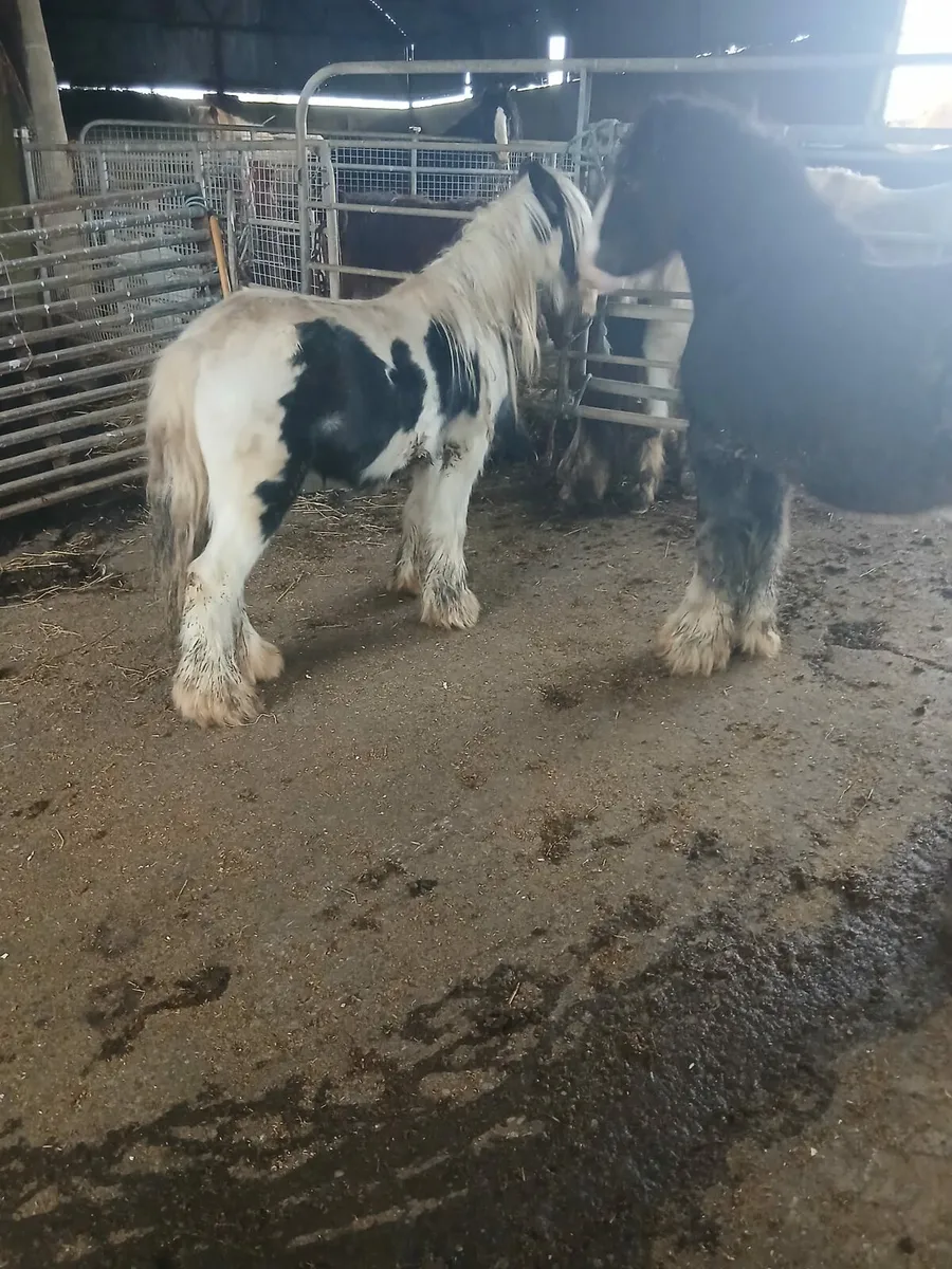 10hh heavy colt rising 3yo    passported - Image 2