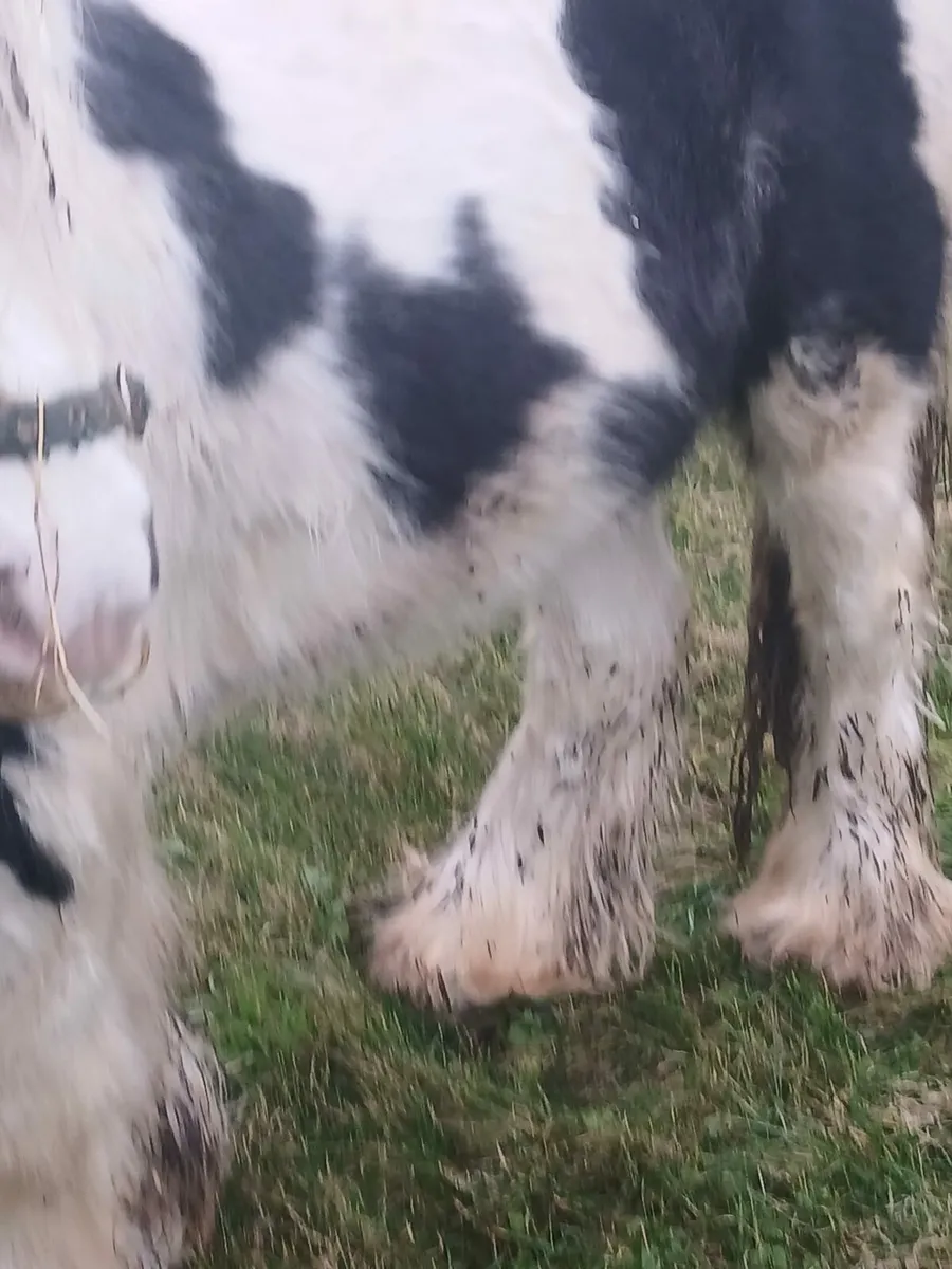 10hh heavy colt rising 3yo    passported - Image 3