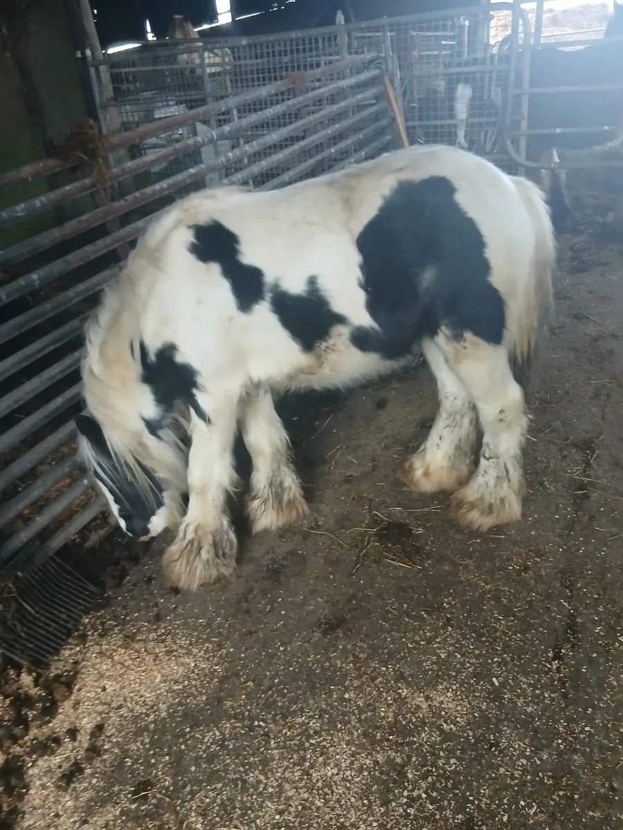 10hh heavy colt rising 3yo    passported - Image 4