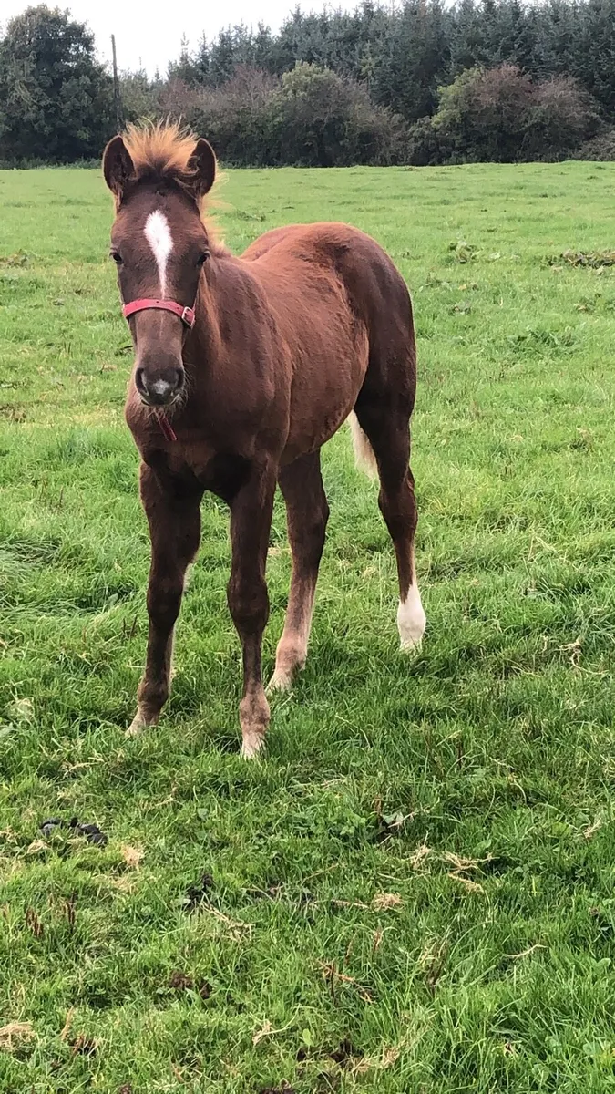 Yearling colt - Image 1