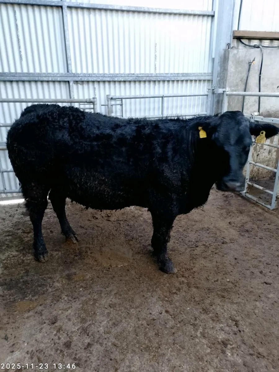 Springers for sale - Image 4