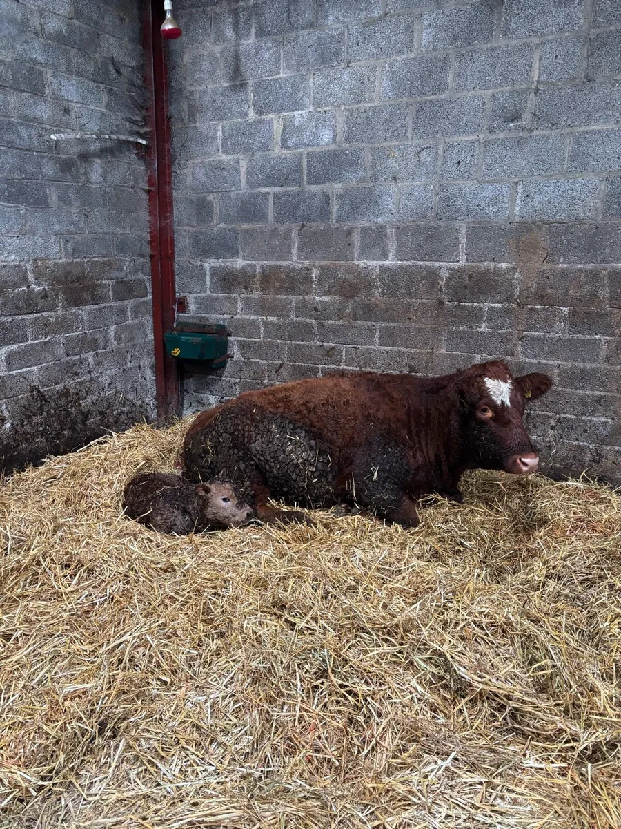 In calf Heffiers - Image 1