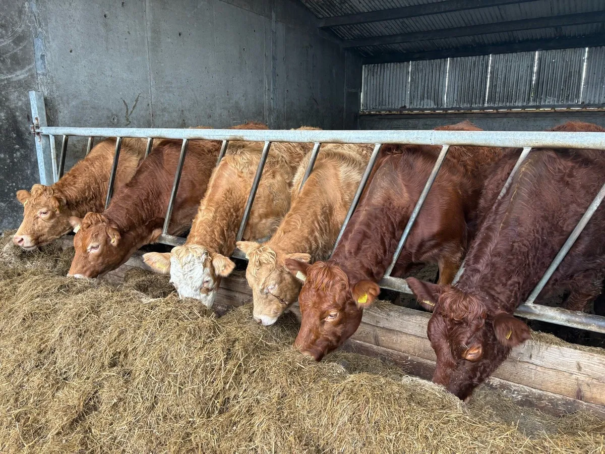 In calf Heffiers - Image 2