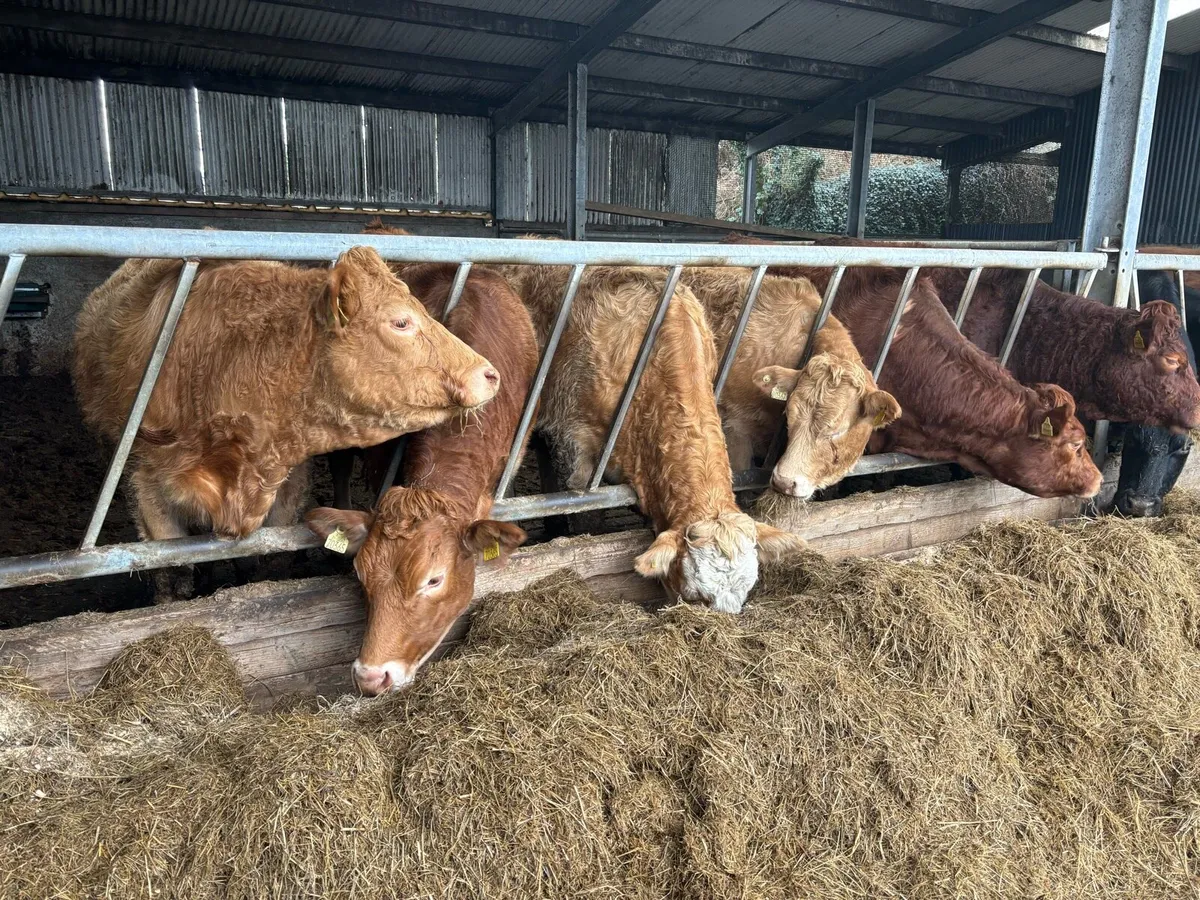 In calf Heffiers - Image 3