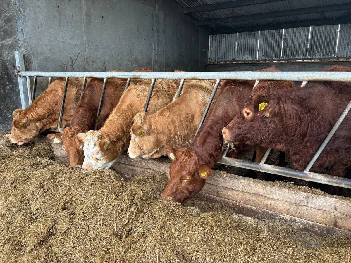 In calf Heffiers - Image 4