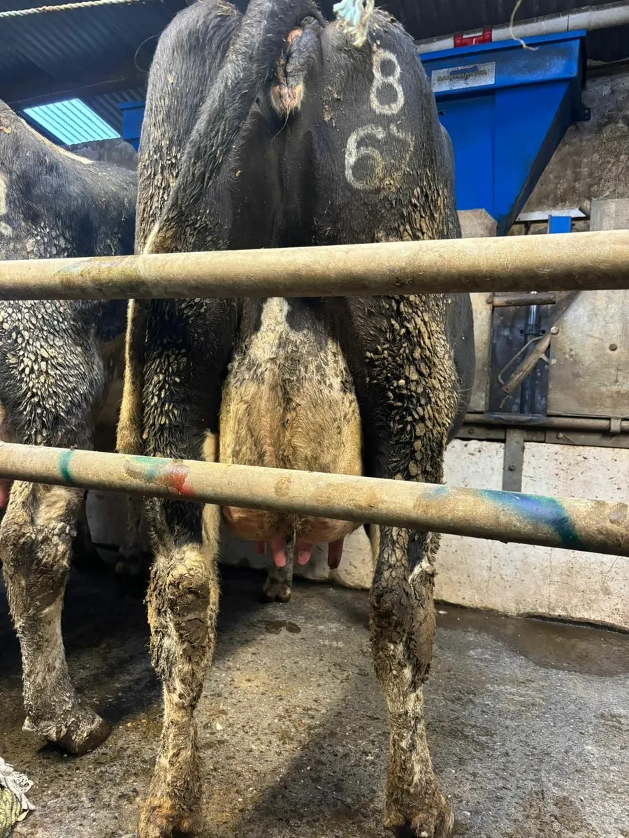 Dairy cows - Image 2