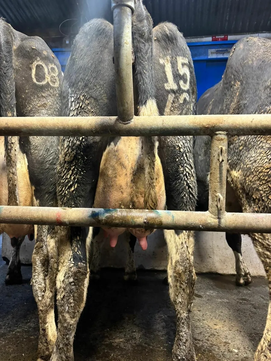 Dairy cows - Image 3