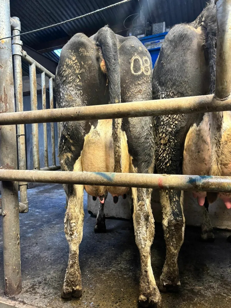 Dairy cows - Image 1