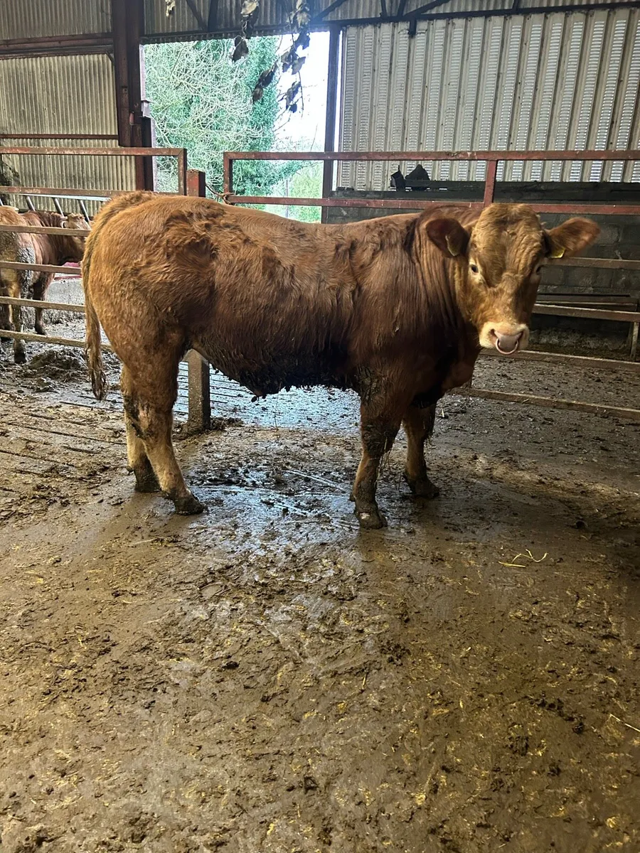 5 star PBR Limousin bulls - Image 2