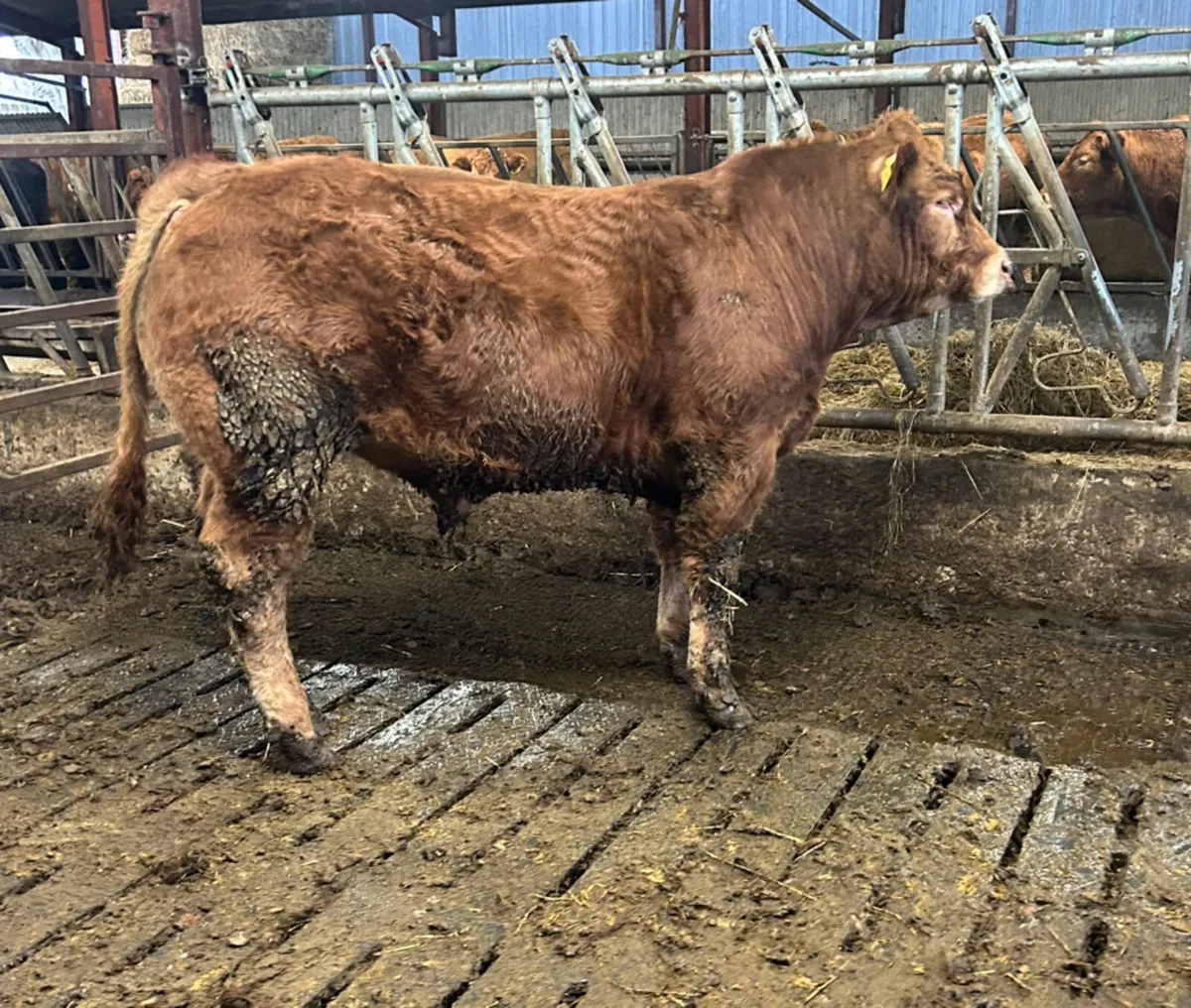 5 star PBR Limousin bulls - Image 3