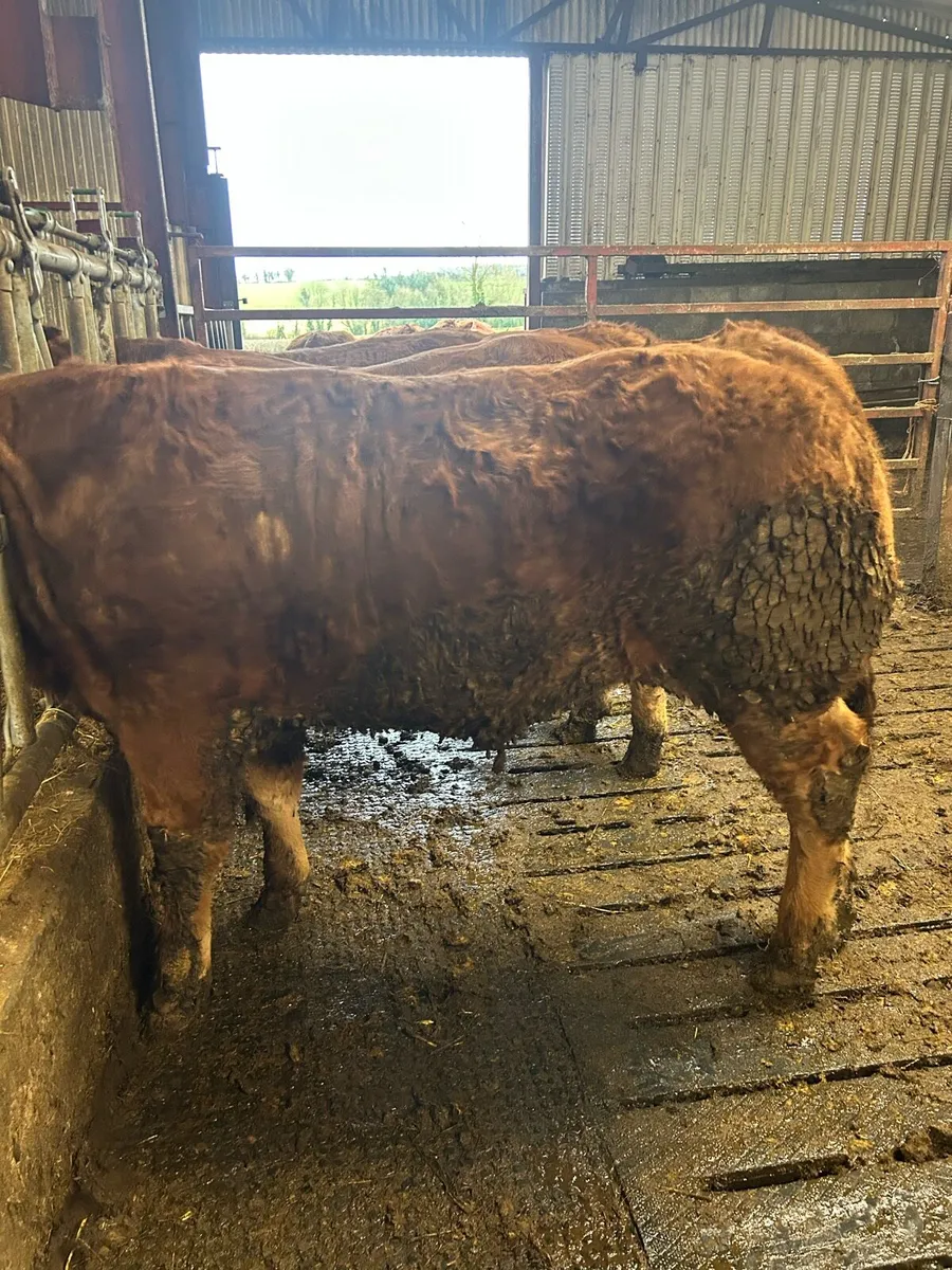 5 star PBR Limousin bulls - Image 4