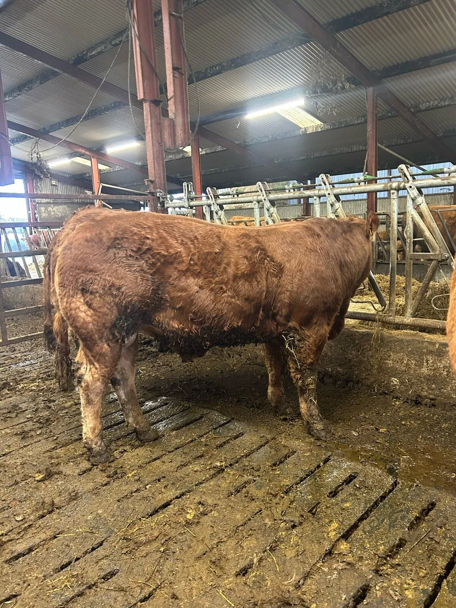 5 star PBR Limousin bulls - Image 1