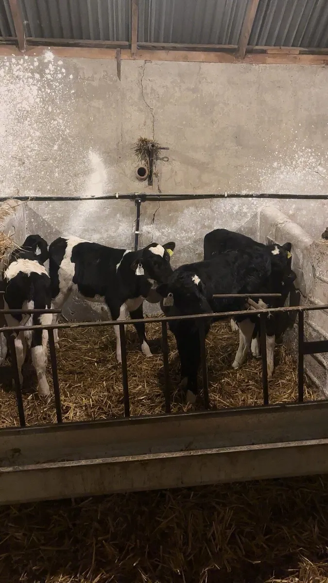 Friesian bull calf’s - Image 1