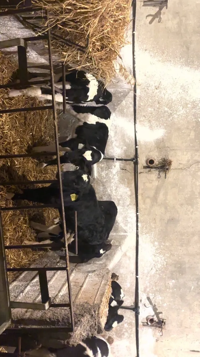 Friesian bull calf’s - Image 2