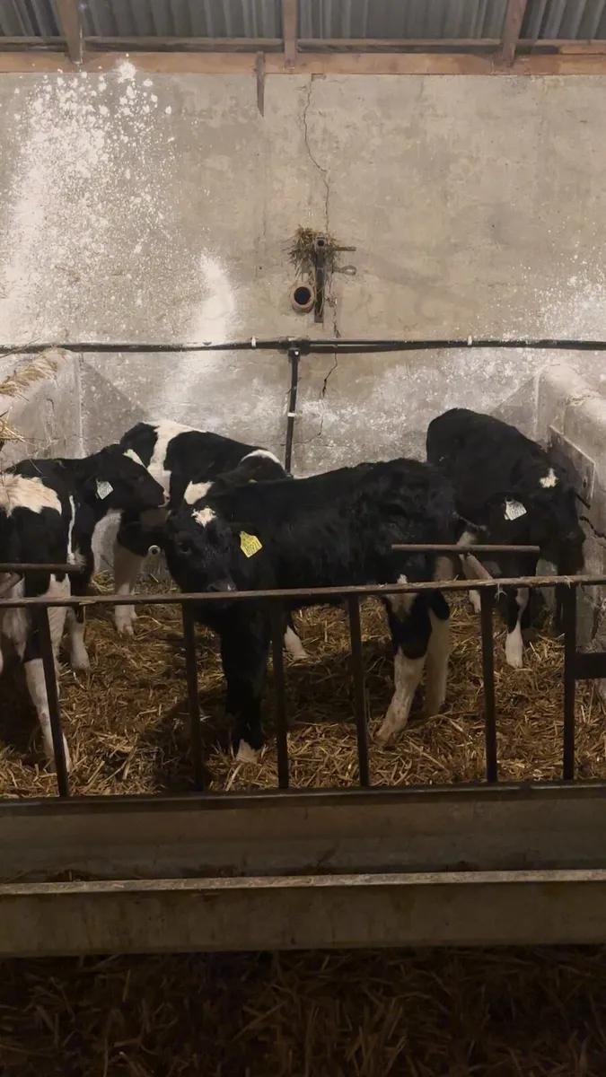 Friesian bull calf’s - Image 3