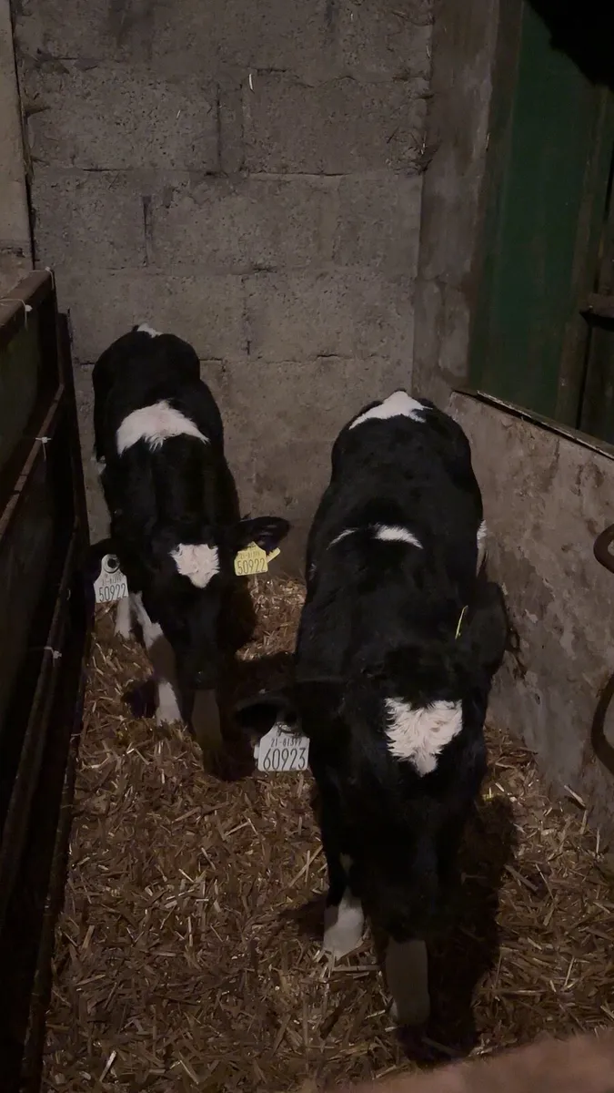 Friesian bull calf’s - Image 4