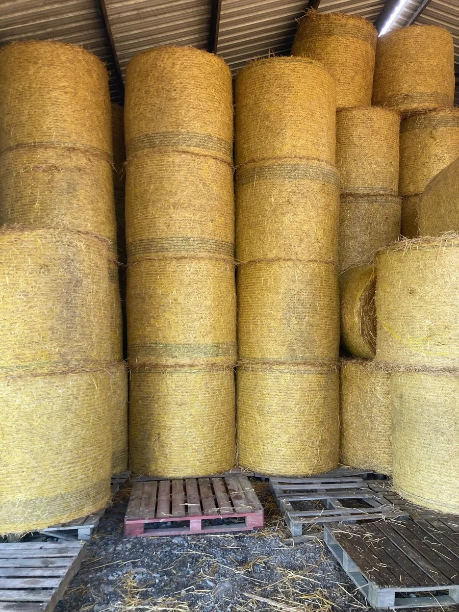 Spring Barley Straw - Image 1