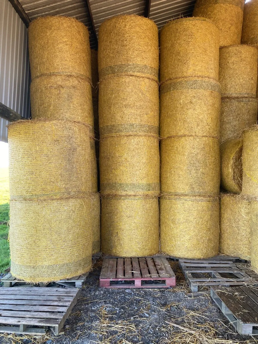 Spring Barley Straw - Image 2