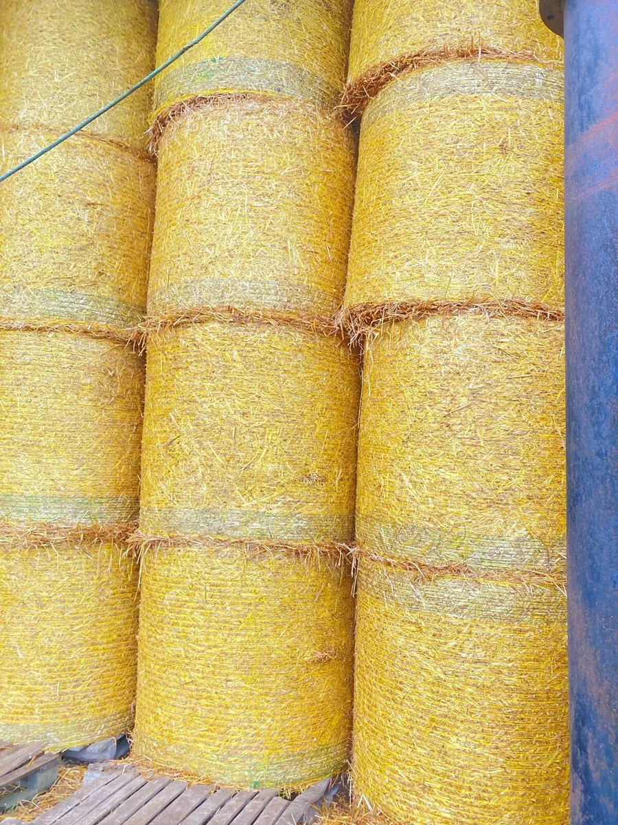 Spring Barley Straw - Image 3