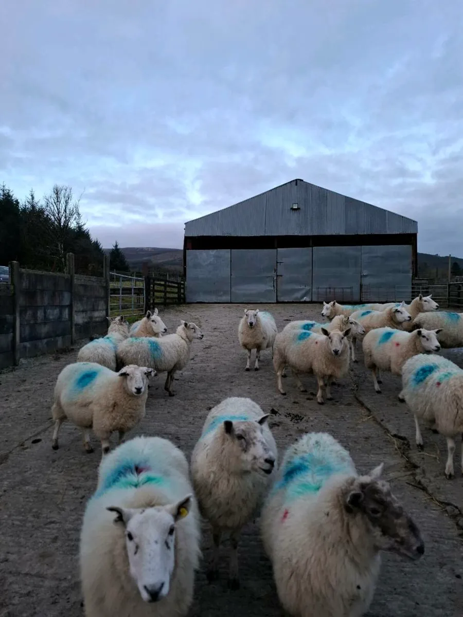 Ewes In lamb - Image 1