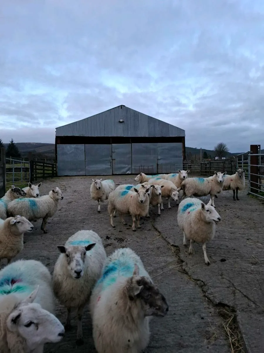 Ewes In lamb - Image 2