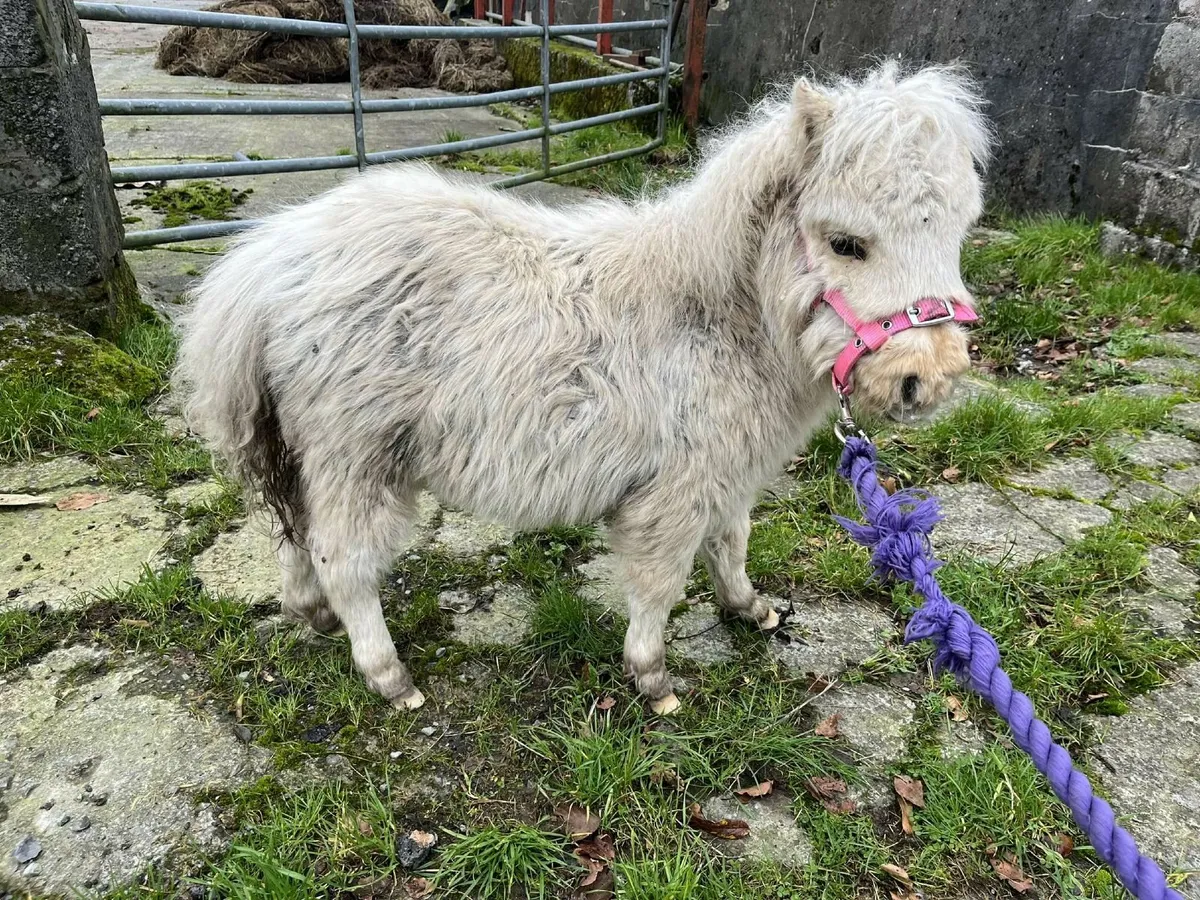 Miniature palamino colt foal - Image 2