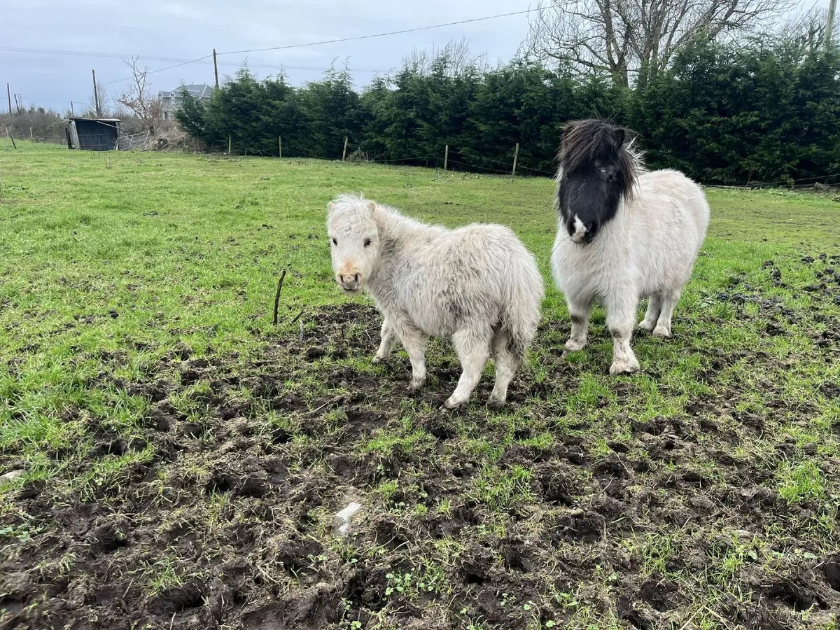 Miniature palamino colt foal - Image 3