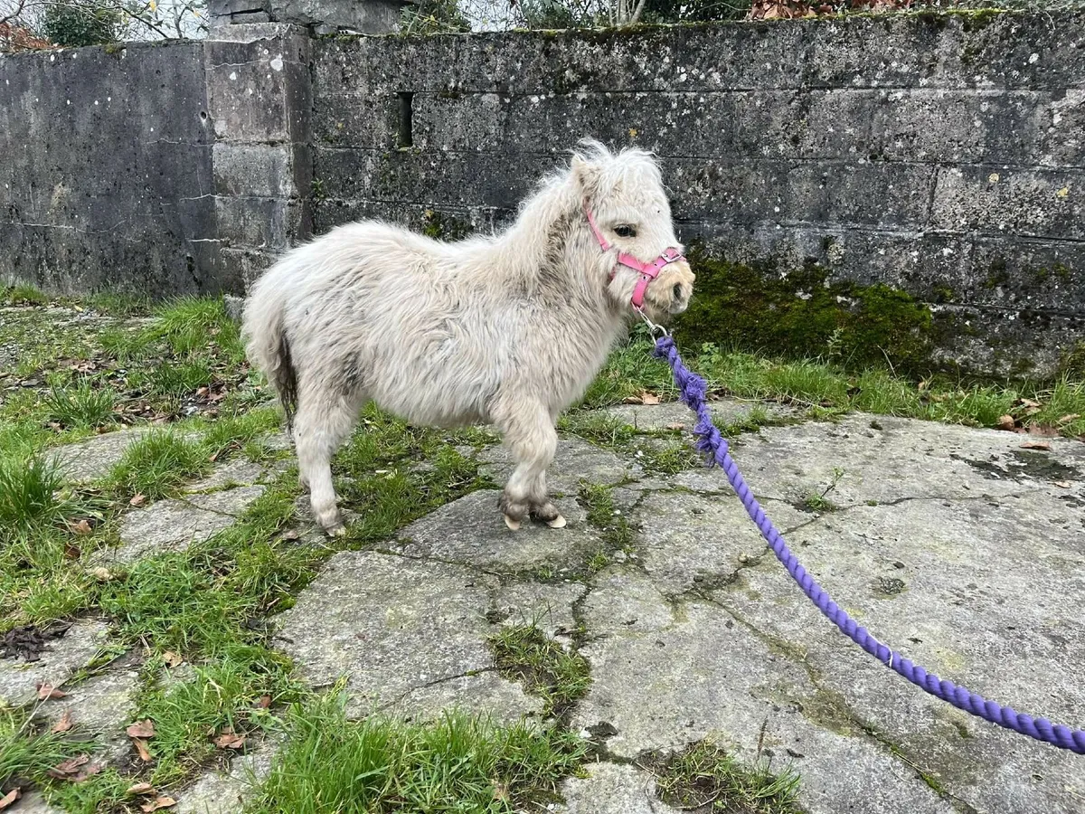 Miniature palamino colt foal - Image 4