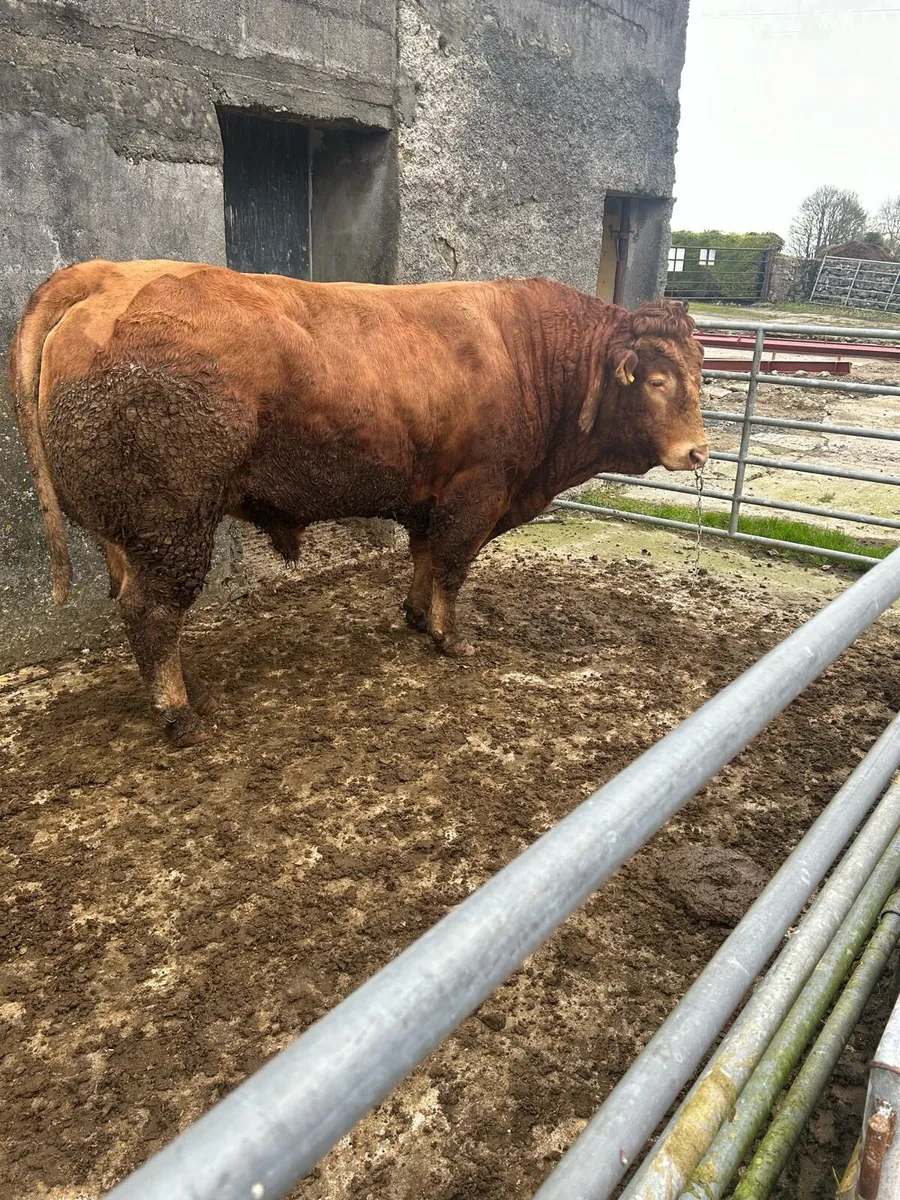 Limousine bull - Image 1